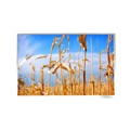 ATM1010L19 - 10.1" IPS LCD 1280 X 800